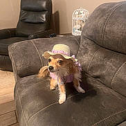 Chloe joined the competition — help win amazing prizes! dog, small_dog, hat, clothing, couch, living_room, furniture, pet, cute, indoor, straw_hat, pink, gingham, decor, birdcage, wood_floor, leather_chair, seated, curious, animal