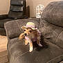 dog, small_dog, hat, clothing, couch, living_room, furniture, pet, cute, indoor, straw_hat, pink, gingham, decor, birdcage, wood_floor, leather_chair, seated, curious, animal
