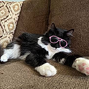 Harley joined the competition — help win amazing prizes! cat, black_and_white, sunglasses, pet, animal, cute, relaxed, lying_down, cozy, couch, furniture, indoor, whiskers, paw, fluffy, pink, accessory, domestic_cat, resting, funny