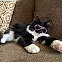 cat, black_and_white, sunglasses, pet, animal, cute, relaxed, lying_down, cozy, couch, furniture, indoor, whiskers, paw, fluffy, pink, accessory, domestic_cat, resting, funny