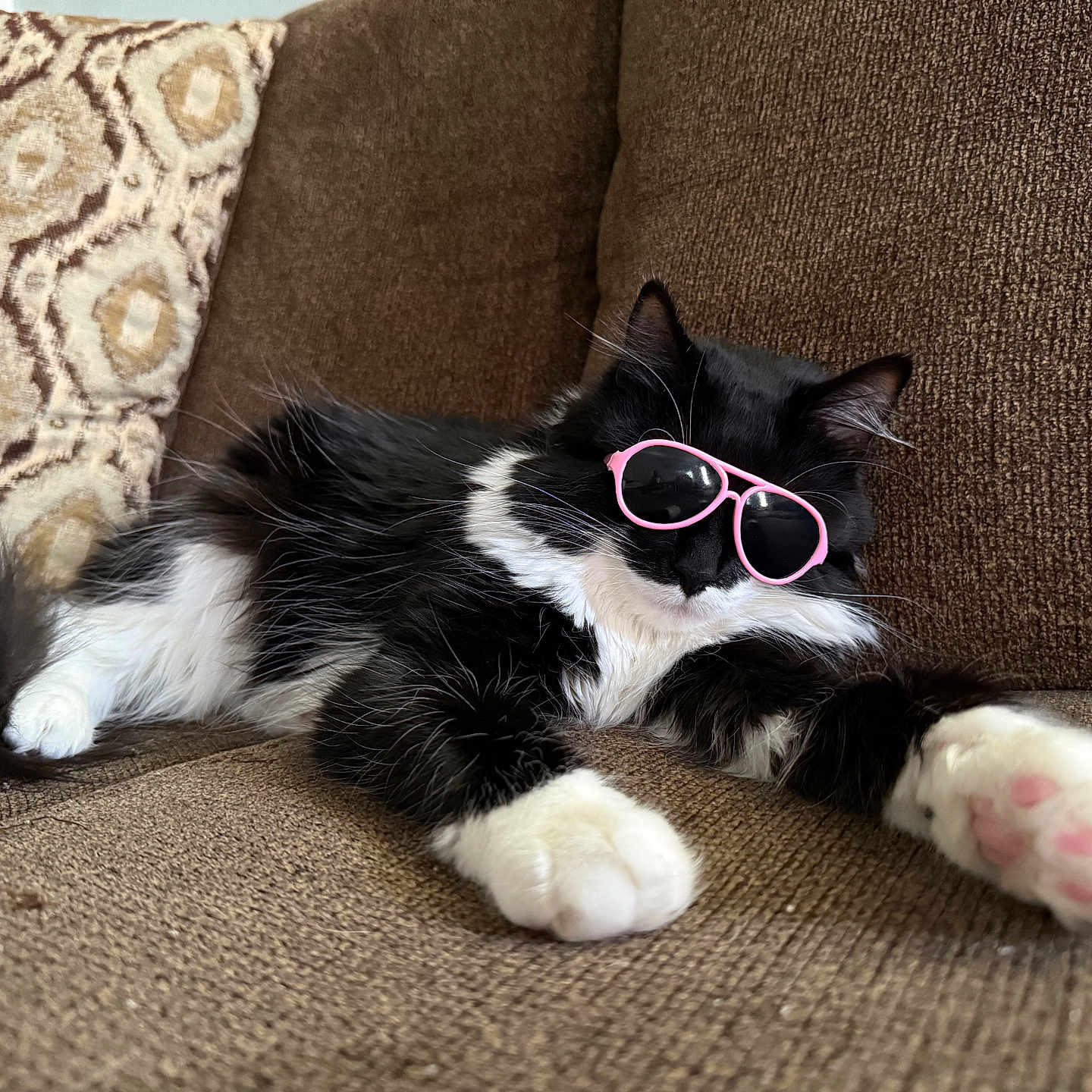Harley joined the competition — help win amazing prizes! accessory, animal, black_and_white, cat, couch, cozy, cute, domestic_cat, fluffy, funny, furniture, indoor, lying_down, paw, pet, pink, relaxed, resting, sunglasses, whiskers