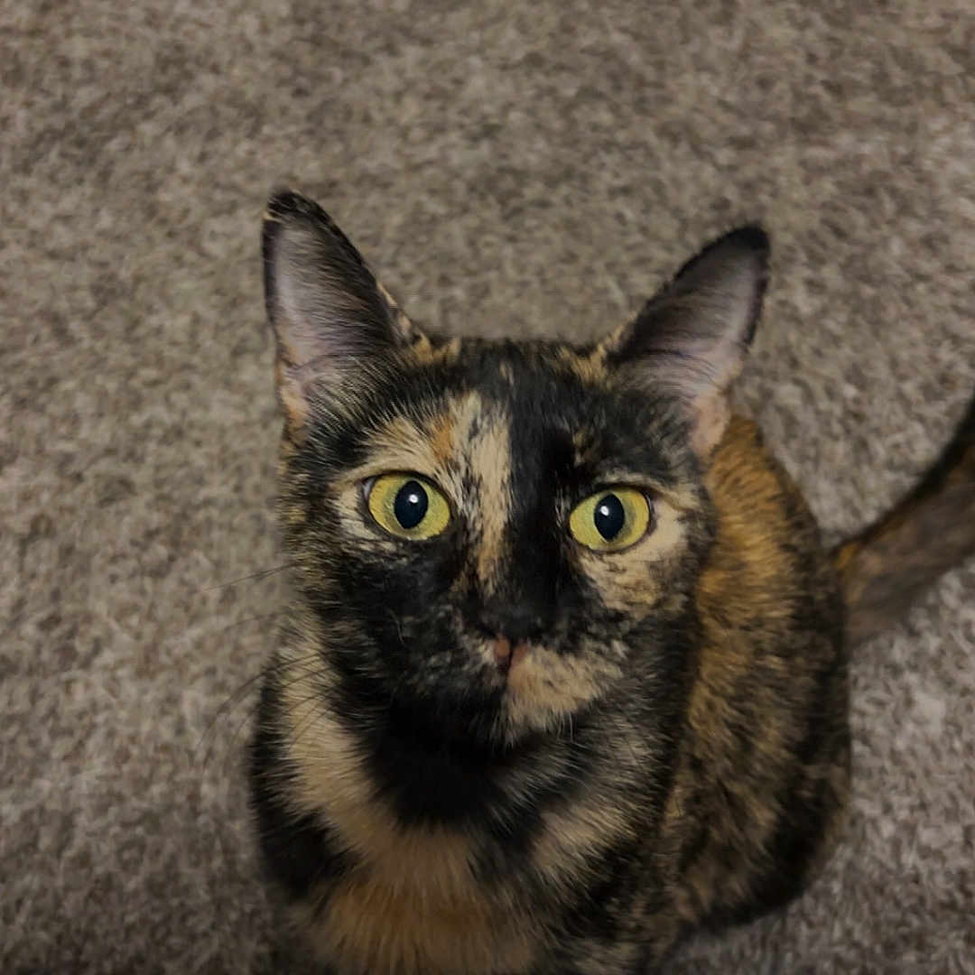 Tortellini joined the competition — help win amazing prizes! animal, attention, carpet, cat, close_up, companion, curious, cute, domestic_cat, ears, feline, fur, home, indoor, looking_up, mammal, pet, tortoiseshell, whiskers, yellow_eyes