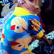 Sissy Sassy Pants is registered to the contest to win money with this photo: dog, puppy, clothing, onesie, animal, pet, indoor, wood_paneling, cute, small_dog, brown_dog, cartoon_duck, pattern, fabric, looking_back, expression, cozy, household, furniture, blanket