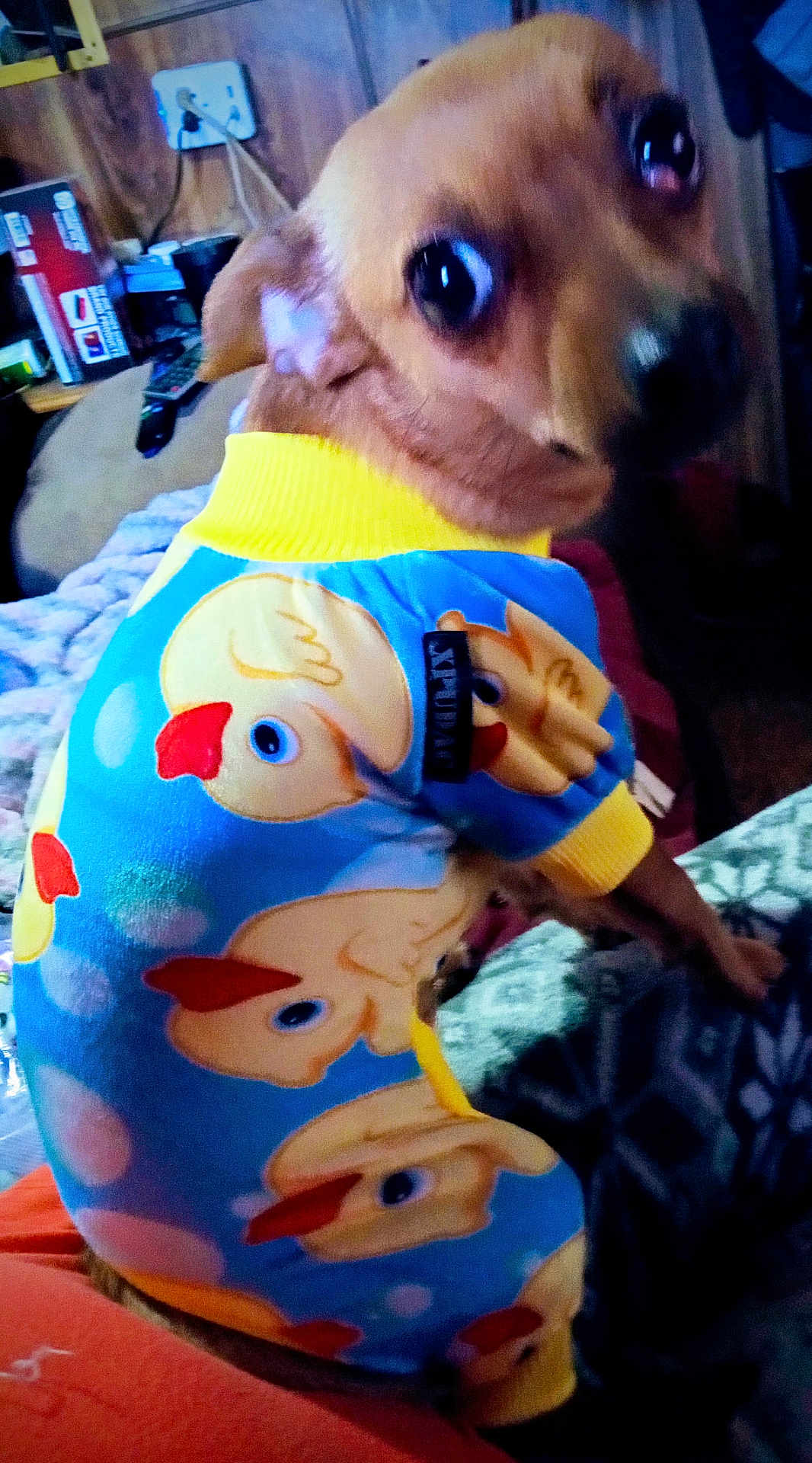 Sissy Sassy Pants is registered to the contest to win money with this photo: dog, puppy, clothing, onesie, animal, pet, indoor, wood_paneling, cute, small_dog, brown_dog, cartoon_duck, pattern, fabric, looking_back, expression, cozy, household, furniture, blanket