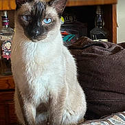 Saboo is registered to the contest to win money with this photo: cat, siamese_cat, blue_eyes, pet, indoor, furniture, wooden_cabinet, bottle, brown_blanket, patterned_surface, animal, mammal, domestic_cat, sitting, curious, close_up, portrait, feline, whiskers, ears