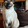 cat, siamese_cat, blue_eyes, pet, indoor, furniture, wooden_cabinet, bottle, brown_blanket, patterned_surface, animal, mammal, domestic_cat, sitting, curious, close_up, portrait, feline, whiskers, ears