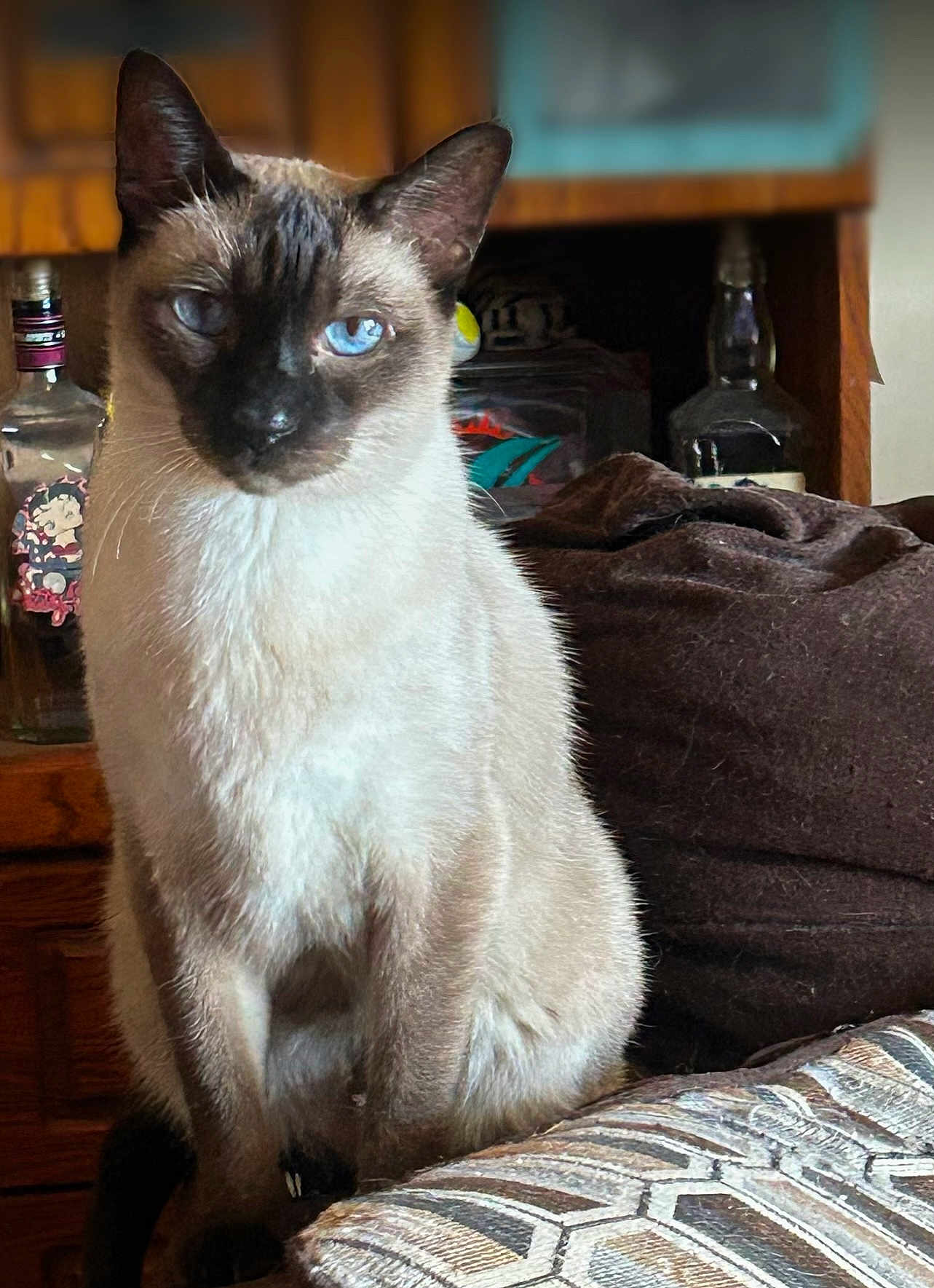 Saboo is registered to the contest to win money with this photo: cat, siamese_cat, blue_eyes, pet, indoor, furniture, wooden_cabinet, bottle, brown_blanket, patterned_surface, animal, mammal, domestic_cat, sitting, curious, close_up, portrait, feline, whiskers, ears