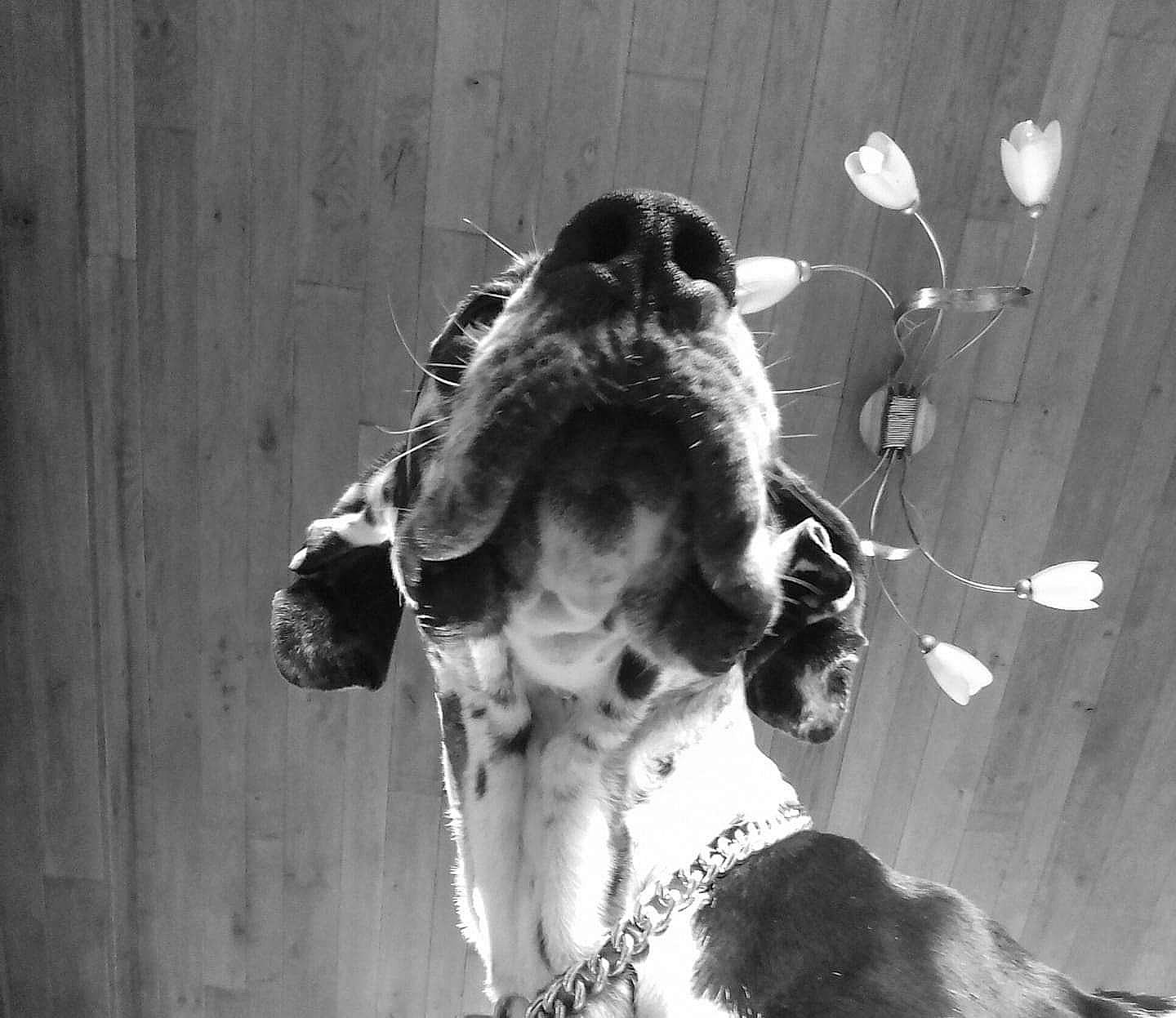 Goliath participe au concours pour gagner de l'argent avec cette photo : basset_hound, black_and_white, canidae, carnivore, coonhound, dog, dog_breed, english_springer_spaniel, great_dane, monochrome, pointer, snout, sporting_group