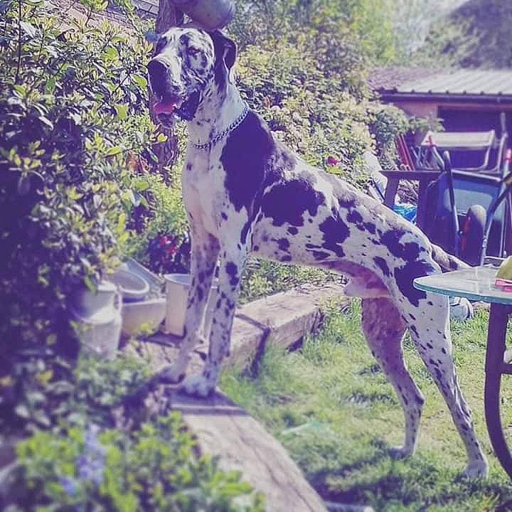 Goliath participe au concours pour gagner de l'argent avec cette photo : alano_espanol, alaunt, bully_kutta, canidae, carnivore, dog, dog_breed, great_dane, guard_dog, hunting_dog, mammal, non_sporting_group, pointer, sporting_group, tail, vertebrate, working_dog