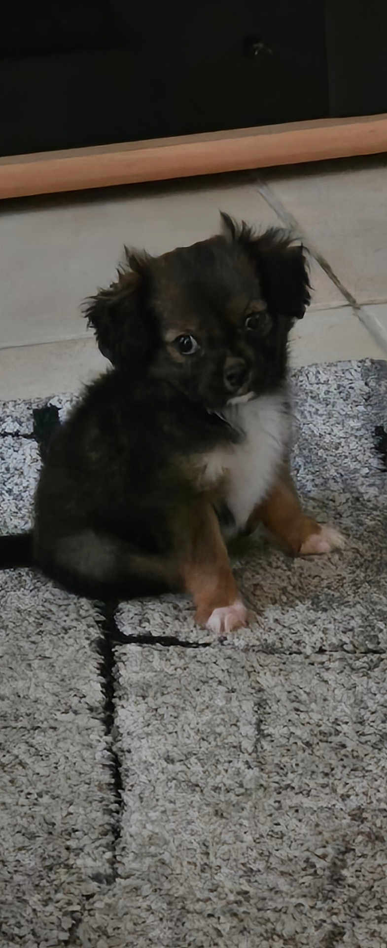 Bonnie