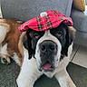 animal, black_and_white_face, brown_fur, canine, carpet, cute, dog, funny_hat, fur, hat, indoor, large_dog, mammal, pet, plaid, red_hat, relaxed, saint_bernard, tongue_out, white_fur