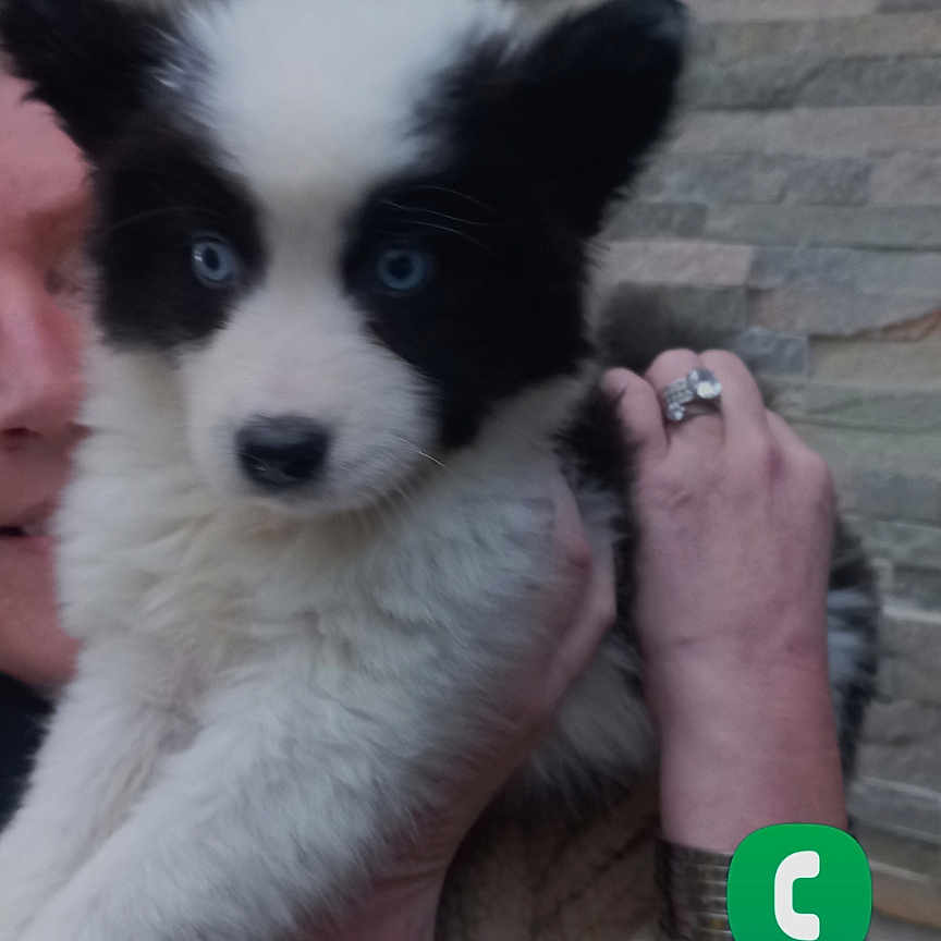 Volt participe au concours pour gagner de l'argent avec cette photo : accessories, animal, bodypart, brick, canine, dog, eskimodog, face, finger, hand, head, husky, jewelry, person, pet, puppy, ring, strap, wrist, wristwatch