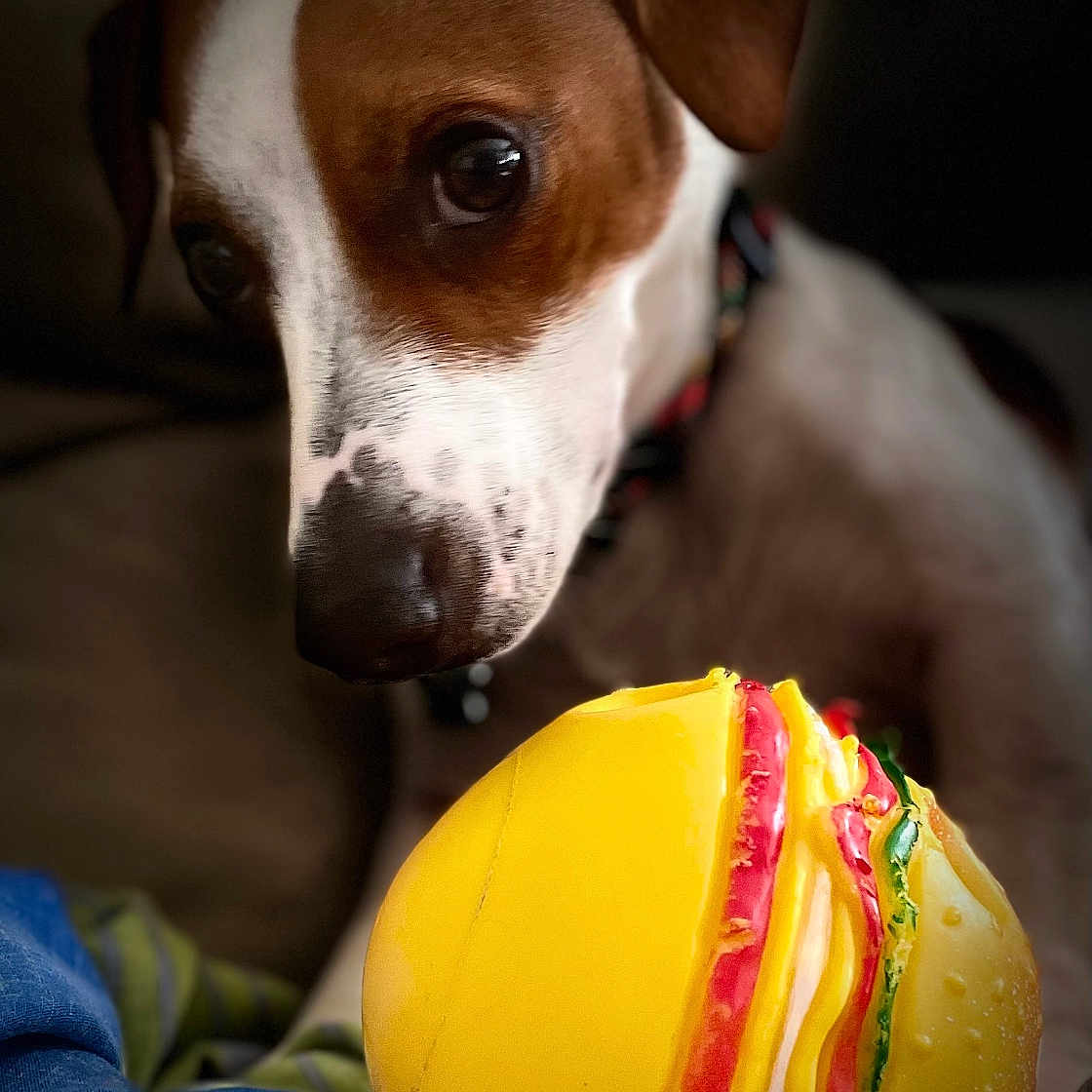 Uky participe au concours pour gagner de l'argent avec cette photo : animal, ball, beagle, canine, clothing, cream, dessert, dog, egg, food, hound, icing, jeans, pants, pet, pointer, puppy, sphere, sport, sweets