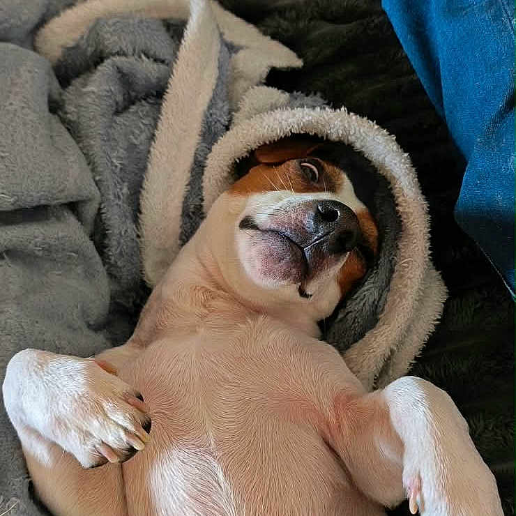 Uky a rejoint le concours — aidez-le/la à gagner de superbes lots ! animal, bed, belly_up, blanket, brown_and_white, close_up, cozy, cute, dog, floppy_ears, funny_expression, hood, indoors, lying_down, paws, pet, portrait, puppy, relaxed, sleeping