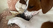 Uky participe au concours pour gagner de l'argent avec cette photo : animal, ball, beagle, canine, chair, couch, cushion, dog, football, furniture, homedecor, hound, person, pet, pointer, puppy, sleeping, soccer, soccerball, sport