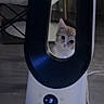 Brook participe au concours pour gagner de l'argent avec cette photo : cat, kitten, animal, pet, face, whiskers, ears, white_fur, tabby, portrait, peeking, enclosure, pet_device, automatic_feeder, appliance, indoor, wood_floor, cable, glowing_display, curious