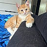 Brook participe au concours pour gagner de l'argent avec cette photo : kitten, cat, ginger_cat, orange_and_white, feline, pet, animal, portrait, sitting, lounging, indoors, bedroom, blanket, blue_blanket, polka_dots, dresser, furniture, white_paws, whiskers, closeup