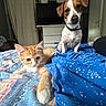 cat, kitten, dog, puppy, pets, animal, orange_cat, brown_and_white_dog, indoors, bedroom, bed, blanket, blue_blanket, home, portrait, sitting, lying_down, curious, cute, companions