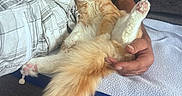 Brook participe au concours pour gagner de l'argent avec cette photo : cat, kitten, orange_cat, fluffy, pet, animal, indoors, couch, person, lap, blue_shirt, plaid_shorts, pink_paw_pads, tail, relaxed, sitting, cuddling, home, portrait, cute