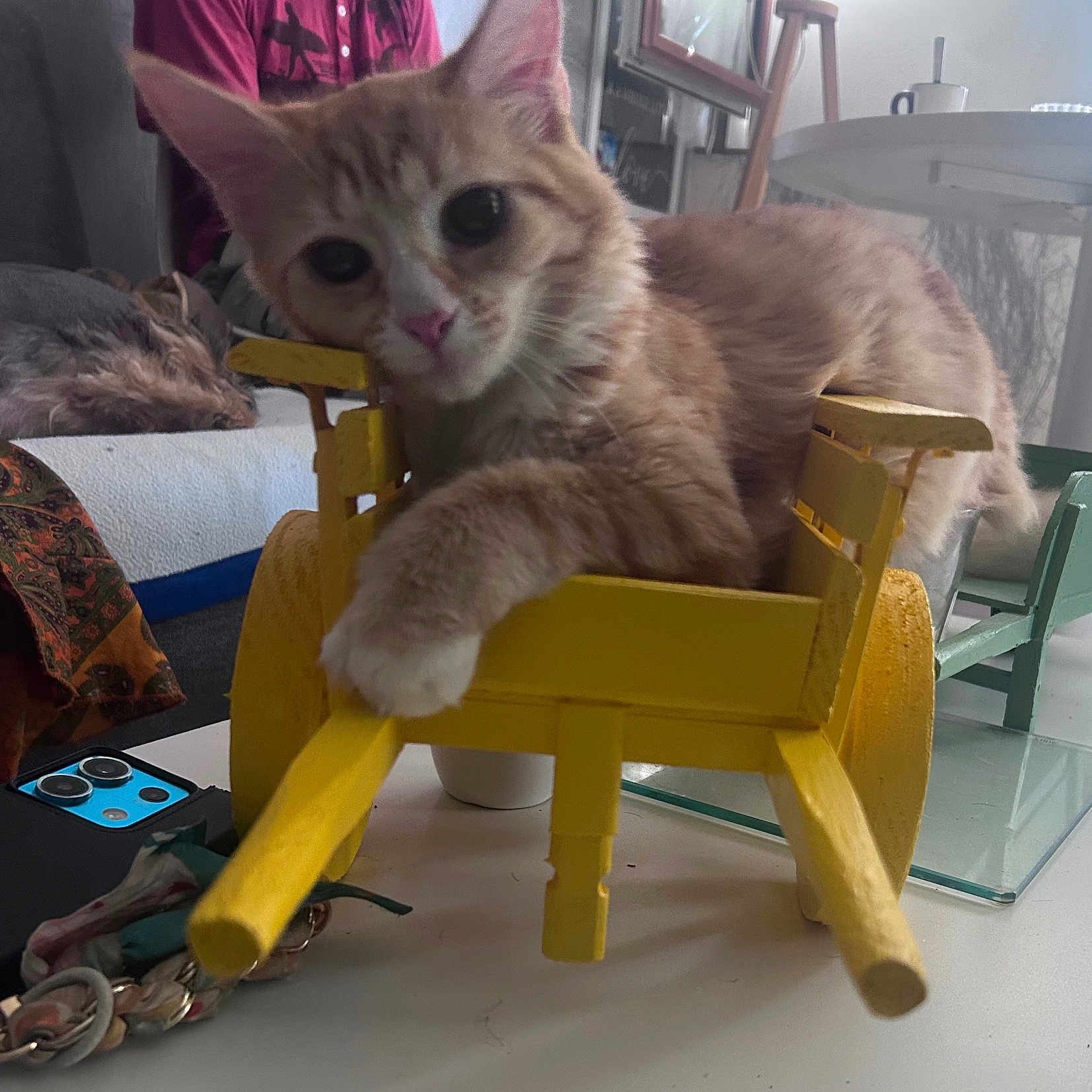 Brook a rejoint le concours — aidez-le/la à gagner de superbes lots ! cat, kitten, orange_tabby, pet, animal, feline, sitting, yellow_chair, rocking_chair, indoors, living_room, furniture, fluffy, cute, large_eyes, pink_nose, paw, portrait, person, table