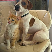 Brook a rejoint le concours — aidez-le/la à gagner de superbes lots ! dog, cat, kitten, puppy, animal_pair, pets, sitting, chair, indoors, portrait, brown_and_white, orange_tabby, collar, cute, companionship, friendship, furniture, home, window, natural_light