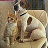dog, cat, kitten, puppy, animal_pair, pets, sitting, chair, indoors, portrait, brown_and_white, orange_tabby, collar, cute, companionship, friendship, furniture, home, window, natural_light