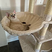 Yucca participe au concours pour gagner de l'argent avec cette photo : kitten, cat, cat_tree, hammock, furniture, indoor, pet, animal, blue_eyes, fur, cozy, relaxed, curious, whiskers, ears, paws, floor, wall, home, resting