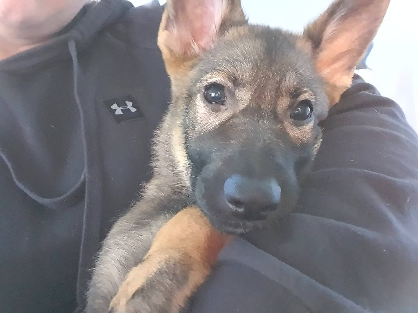 Jewel is registered to the contest to win money with this photo: belgian_shepherd_malinois, canidae, carnivore, dog, dog_breed, ear, east_european_shepherd, fawn, german_shepherd_dog, king_shepherd, kunming_wolfdog, mammal, police_dog, rare_breed_dog, shiloh_shepherd_dog, snout, vertebrate, whiskers, wolfdog, working_dog