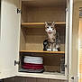 cabinet, cat, countertop, curious, domestic_animal, feline, grater, household, indoor, kitchen, light_switch, open_cabinet, pet, plates, shelf, stacked_plates, tile_wall, white_cabinet, window_blind, wooden_shelf