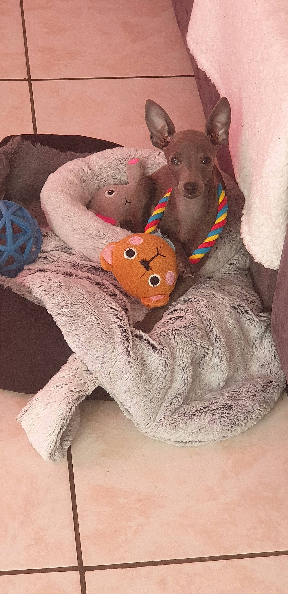 Pops participe au concours pour gagner de l'argent avec cette photo : canidae, ear, fawn, plush, snout, toy