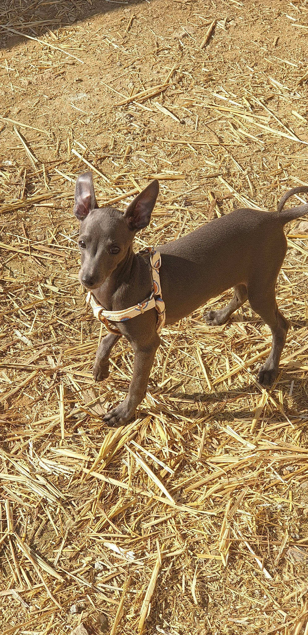 Pops participe au concours pour gagner de l'argent avec cette photo : american_hairless_terrier, canidae, carnivore, dog, dog_breed, fawn, feist, hunting_dog, mammal, non_sporting_group, snout, sporting_group, thai_ridgeback, vertebrate