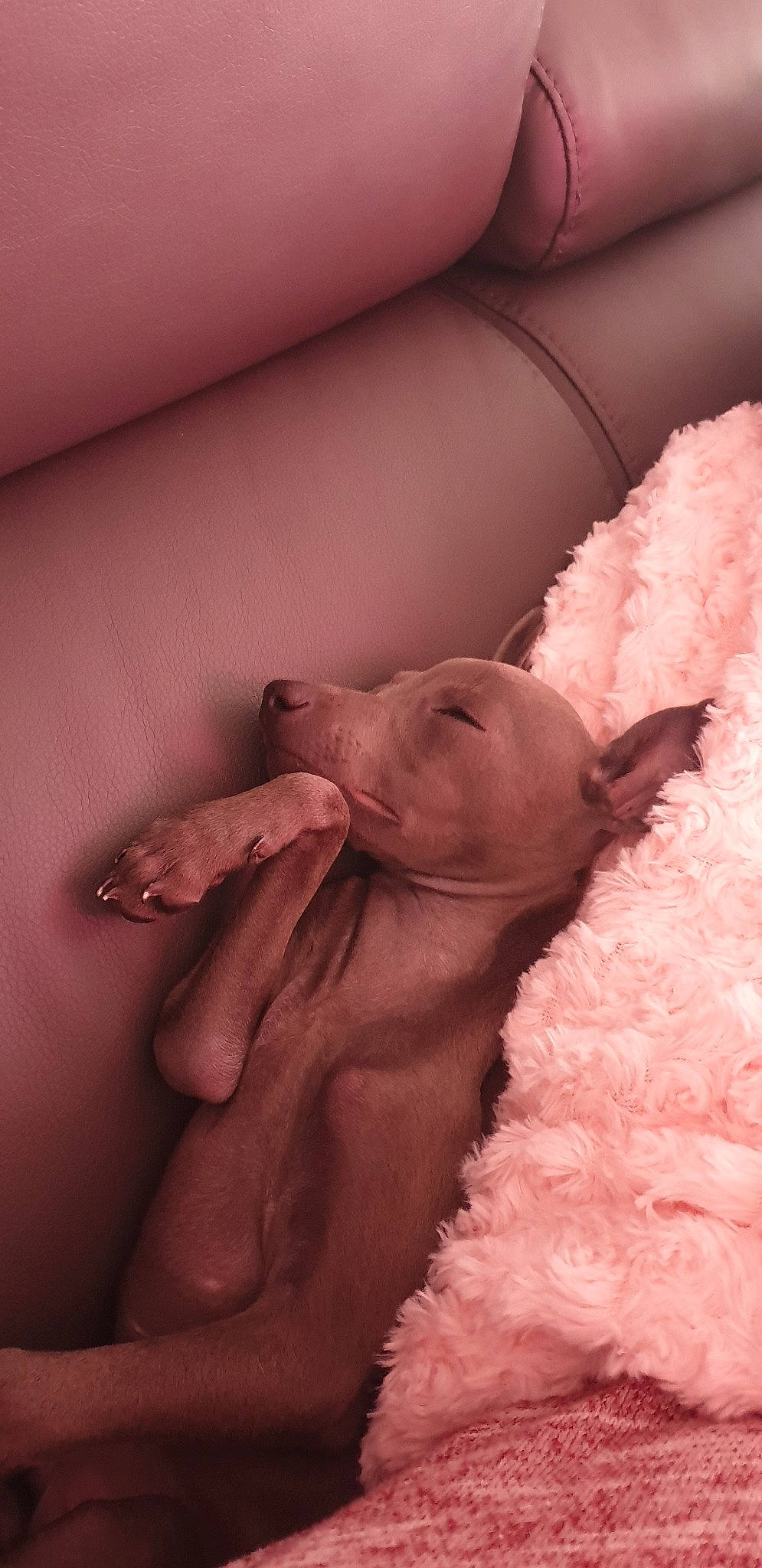 Pops participe au concours pour gagner de l'argent avec cette photo : canidae, child, companion_dog, dog_breed, lip, mouth, muscle, non_sporting_group, nose, pink, skin, snout