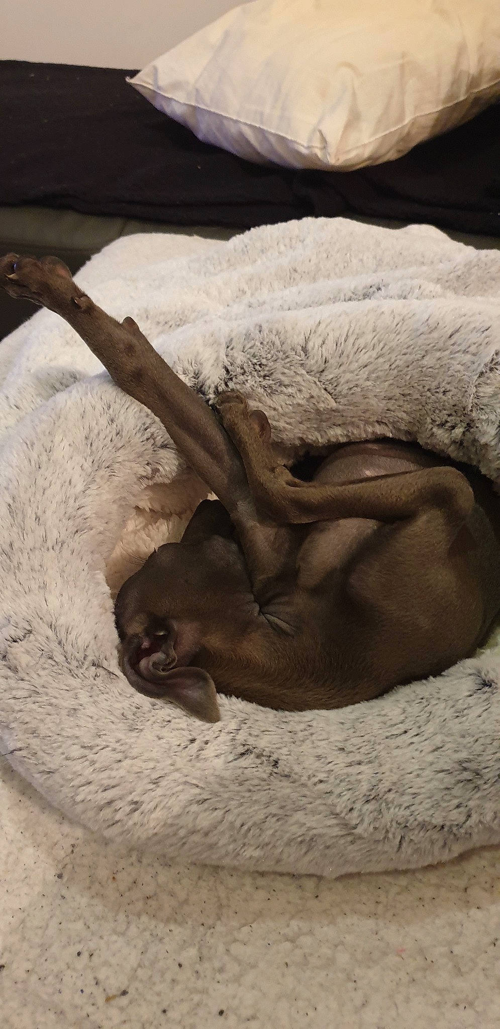 Pops a rejoint le concours — aidez-le/la à gagner de superbes lots ! canidae, fawn, weimaraner, wildlife