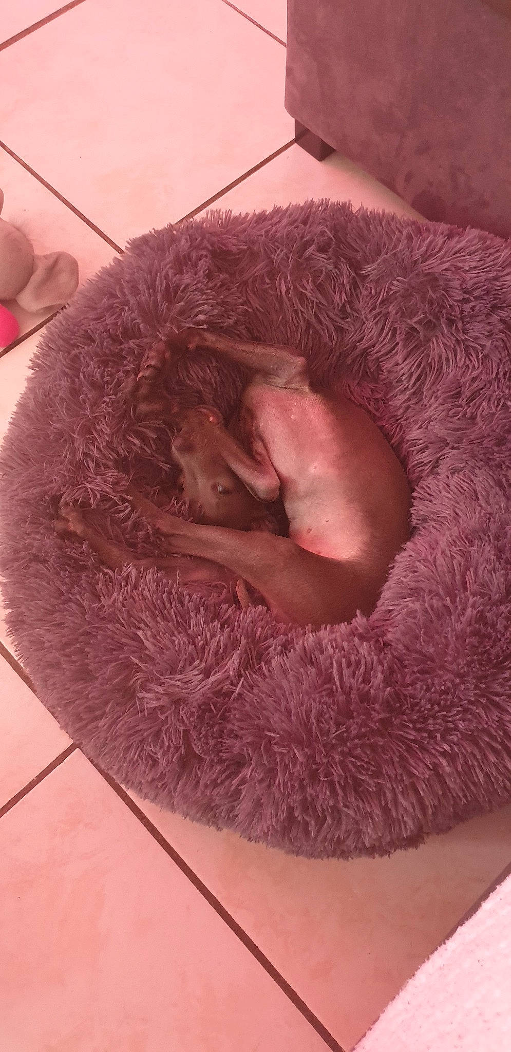 Pops a rejoint le concours — aidez-le/la à gagner de superbes lots ! cat_bed, chinchilla, ear, fawn, fur, snout