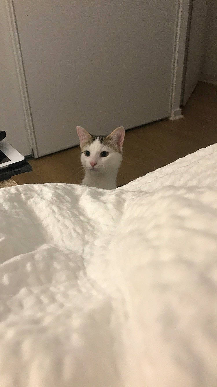 Oreo a rejoint le concours — aidez-le/la à gagner de superbes lots ! carnivore, cat, domestic_short_haired_cat, felidae, fur, lamp, small_to_medium_sized_cats, tail, whiskers