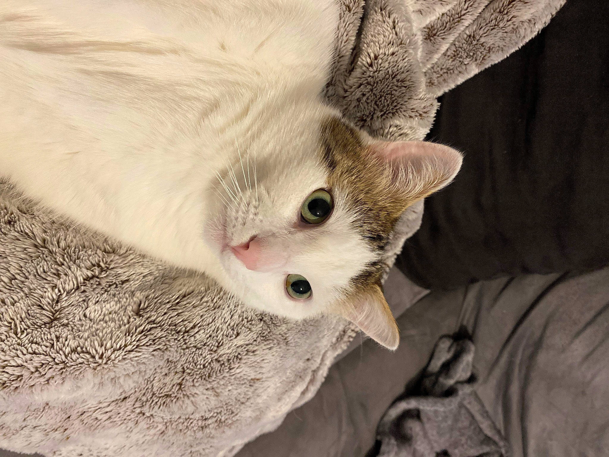 Oreo participe au concours pour gagner de l'argent avec cette photo : carnivore, cat, curious, felidae, fur, iris, kitten, small_to_medium_sized_cats, snout, vertebrate, whiskers