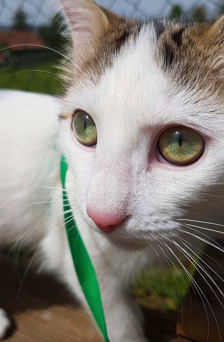 Oreo a rejoint le concours — aidez-le/la à gagner de superbes lots ! carnivore, cat, close_up, domestic_short_haired_cat, felidae, flowerpot, fur, green, iris, organism, photography, small_to_medium_sized_cats, snout, terrestrial_animal, vertebrate, whiskers