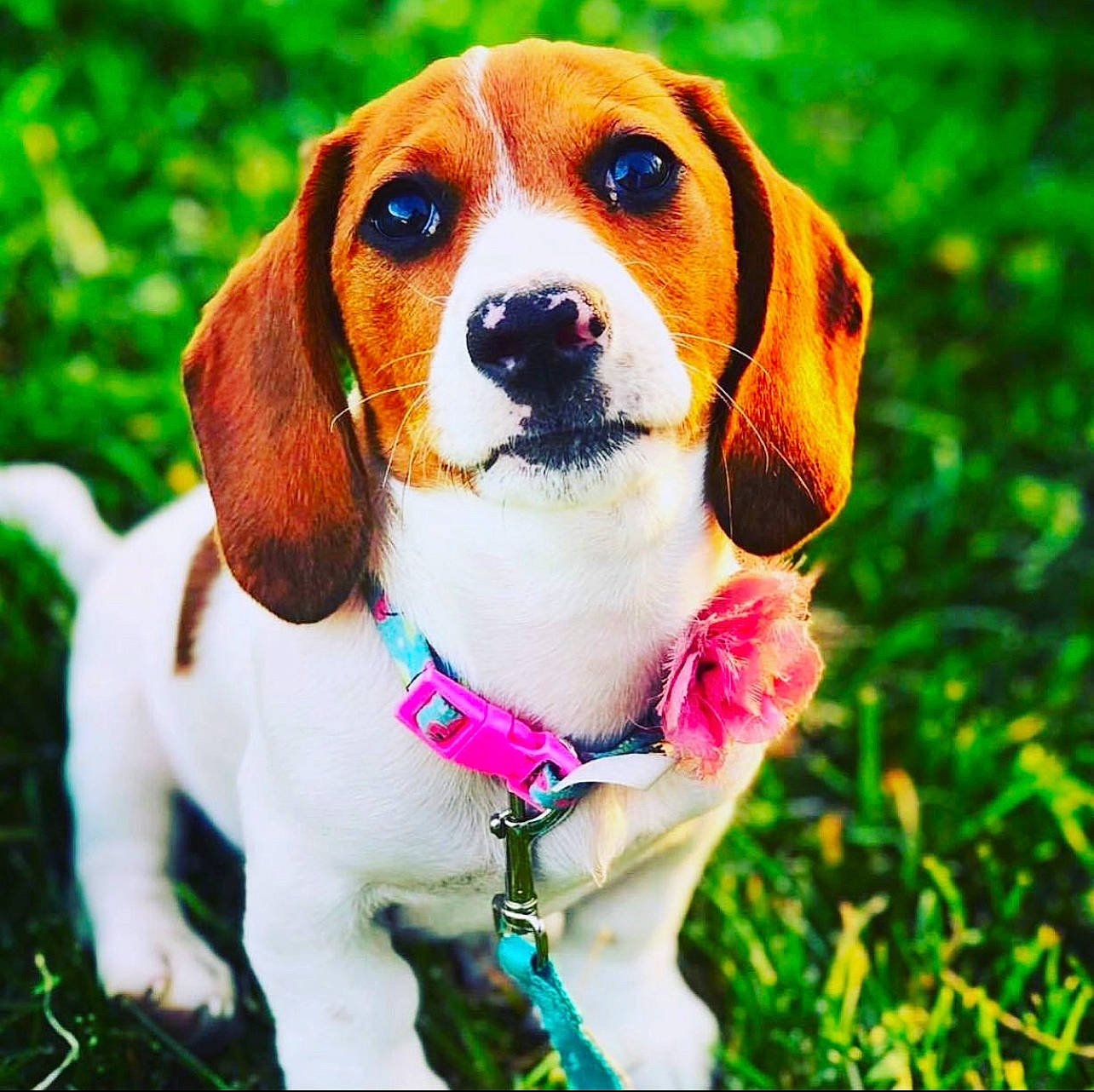 Sheena joined the competition — help win amazing prizes! canidae, carnivore, collar, companion_dog, dog, dog_breed, dog_supply, fawn, grass, hubcap, hunting_dog, monoplane, pet_supply, snout, sporting_group, terrestrial_animal, tire_care, toy, whiskers
