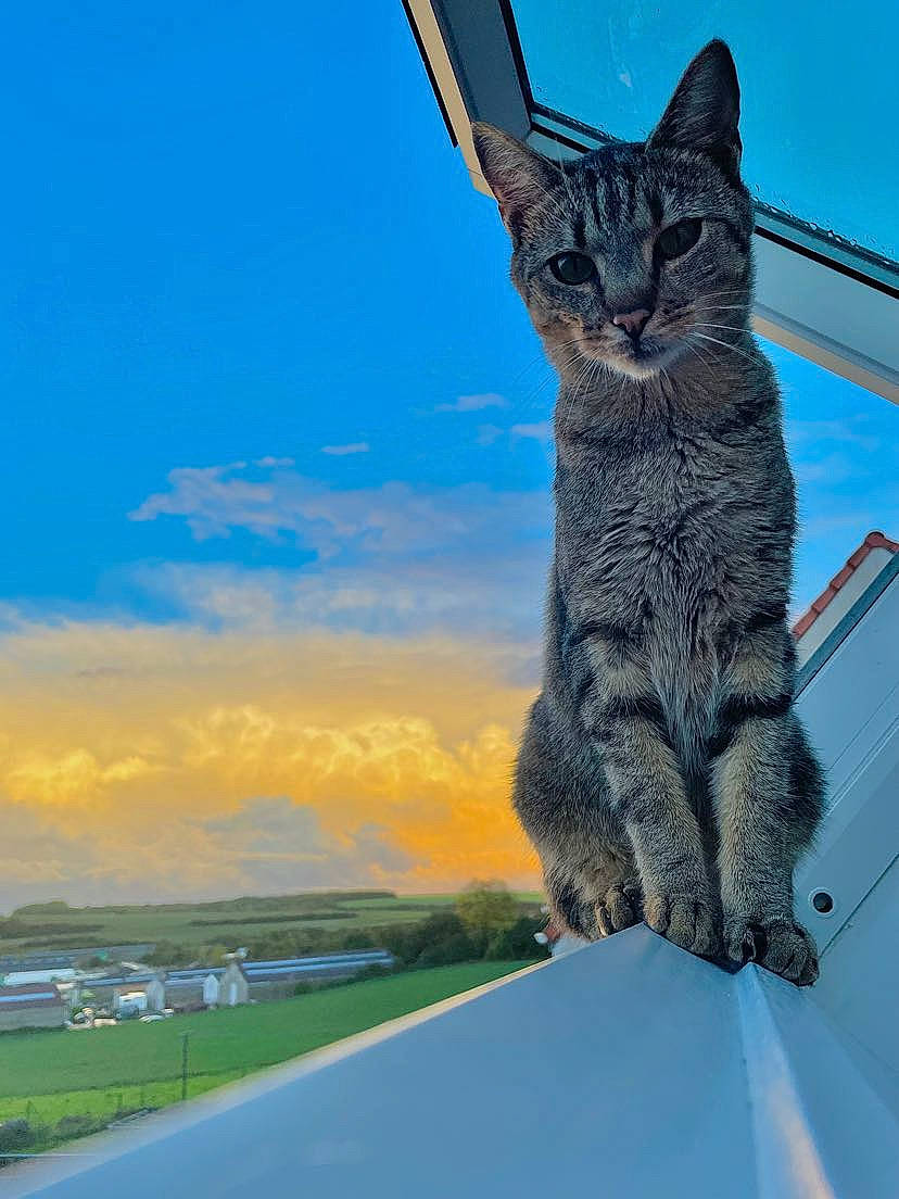 Simba participe au concours pour gagner de l'argent avec cette photo : art, blue, bobcat, carnivore, cat, claw, cloud, domestic_short_haired_cat, fawn, felidae, fur, gesture, lynx, plant, sky, small_to_medium_sized_cats, snout, tail, terrestrial_animal, whiskers