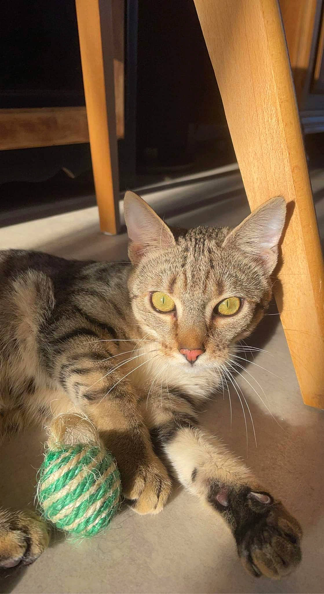 Simba a rejoint le concours — aidez-le/la à gagner de superbes lots ! carnivore, cat, claw, domestic_short_haired_cat, fawn, felidae, fur, paw, small_to_medium_sized_cats, tail, terrestrial_animal, whiskers, window