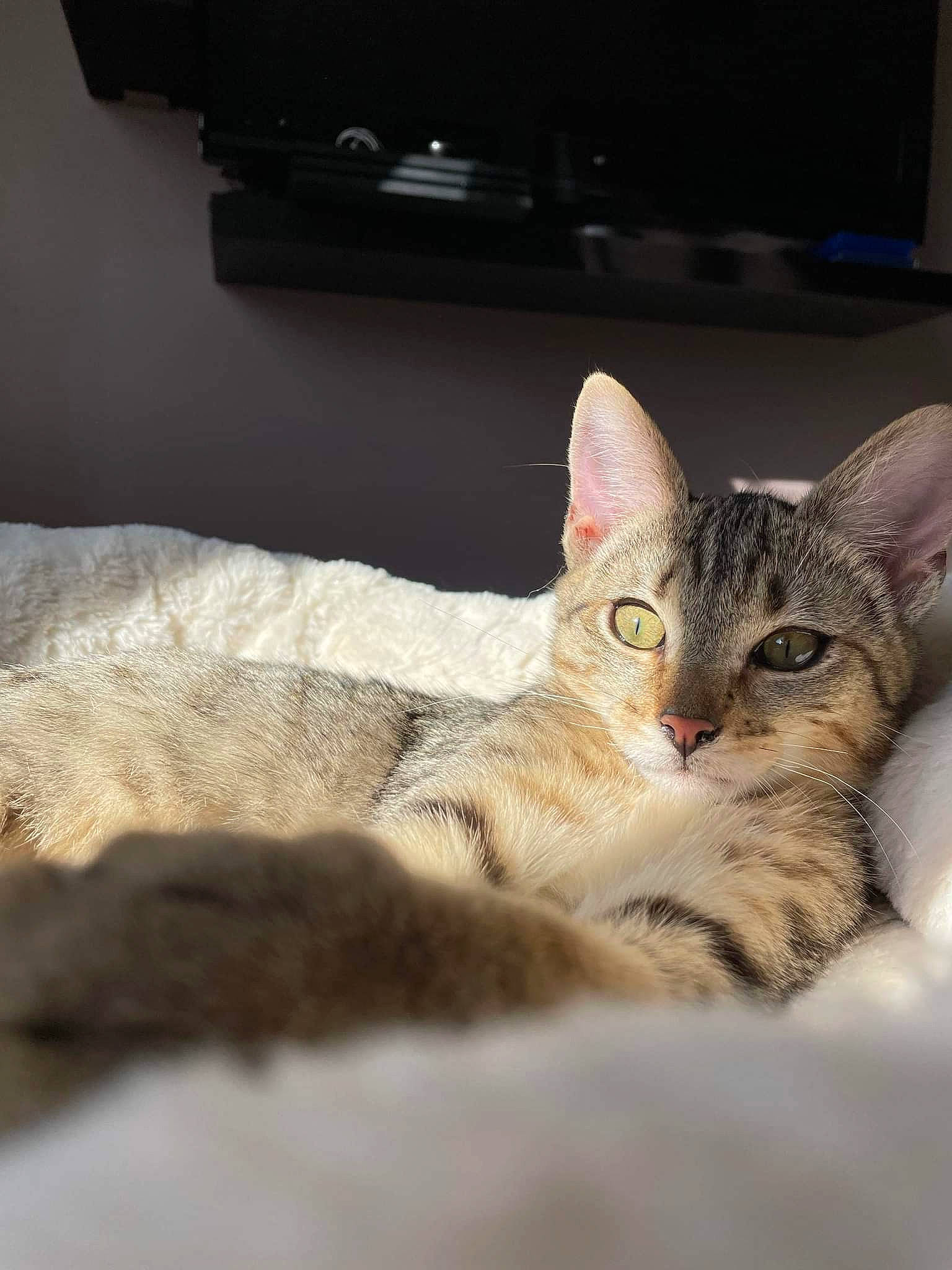 Simba a rejoint le concours — aidez-le/la à gagner de superbes lots ! carnivore, cat, cat_supply, claw, comfort, computer_keyboard, domestic_short_haired_cat, door, felidae, fur, paw, small_to_medium_sized_cats, snout, whiskers, wood