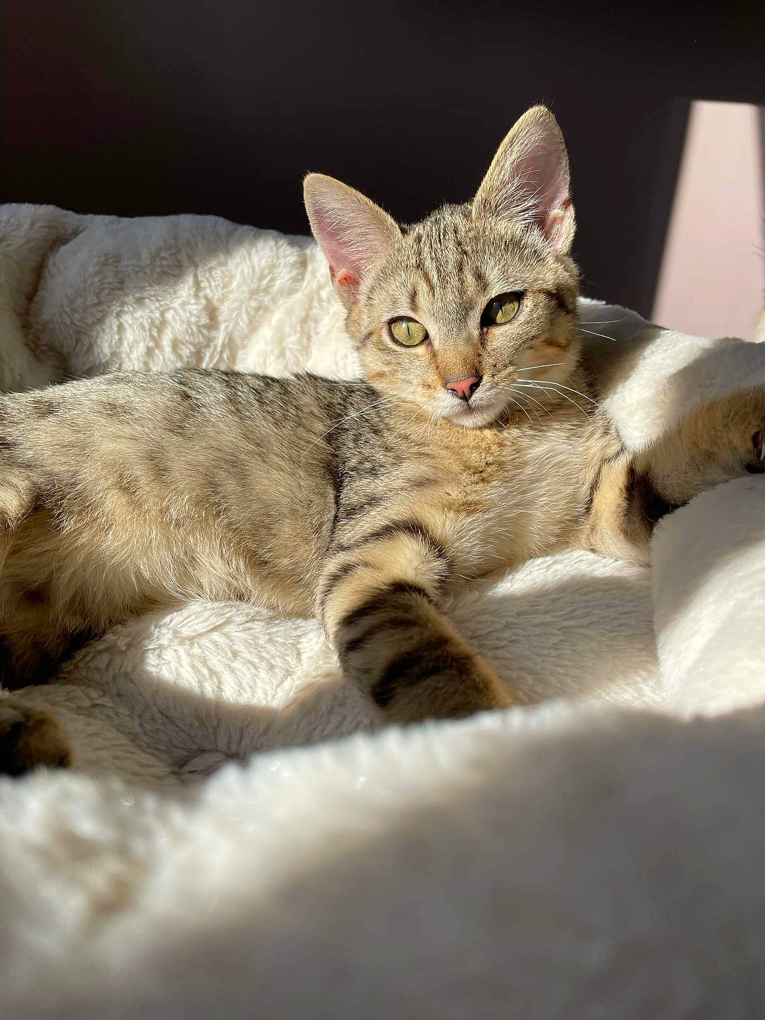 Simba a rejoint le concours — aidez-le/la à gagner de superbes lots ! bed, carnivore, cat, cat_supply, claw, comfort, domestic_short_haired_cat, eye, felidae, fur, nap, paw, sitting, small_to_medium_sized_cats, snout, terrestrial_animal, whiskers, wildlife