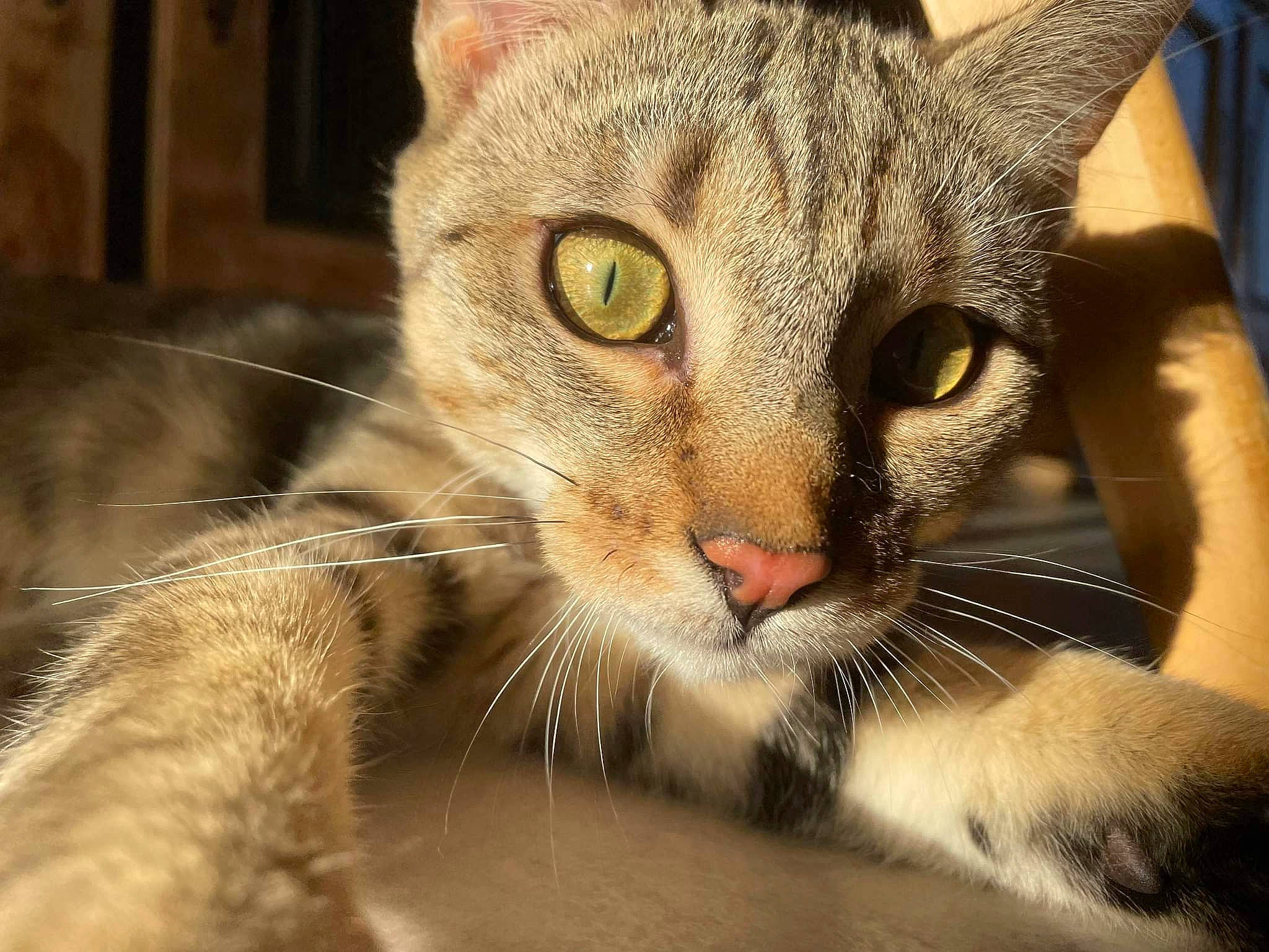 Simba participe au concours pour gagner de l'argent avec cette photo : carnivore, cat, claw, close_up, comfort, domestic_short_haired_cat, eye, eyelash, fawn, felidae, fur, paw, small_to_medium_sized_cats, snout, tree, whiskers, wildlife, window