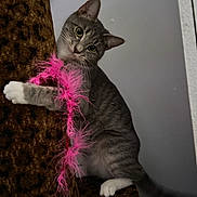 Stormie is registered to the contest to win money with this photo: animal, cat, climbing, close_up, curious, cute, domestic_cat, ears, feline, furniture, gray_tabby, indoor, leopard_print, pet, pink_feather_boa, playful, scratching_post, tail, whiskers, white_paws