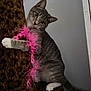 animal, cat, climbing, close_up, curious, cute, domestic_cat, ears, feline, furniture, gray_tabby, indoor, leopard_print, pet, pink_feather_boa, playful, scratching_post, tail, whiskers, white_paws