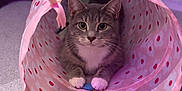 Stormie joined the competition — help win amazing prizes! animal, carpet, cat, closeup, curious, cute, domestic_cat, feline, floral_pattern, gray_cat, indoor, pet, pink_tunnel, playful, purple_light, resting, soft_lighting, toy_mouse, whiskers, white_paws