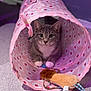 animal, carpet, cat, closeup, curious, cute, domestic_cat, feline, floral_pattern, gray_cat, indoor, pet, pink_tunnel, playful, purple_light, resting, soft_lighting, toy_mouse, whiskers, white_paws