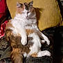 Caramel a rejoint le concours — aidez-le/la à gagner de superbes lots ! cat, calico, fluffy, lounging, chair, pillow, mustard_yellow, patterned_fabric, feline, relaxed, sleepy, indoor, pet, animal, tail, whiskers, domestic, fur, resting, cozy
