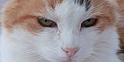 Caramel participe au concours pour gagner de l'argent avec cette photo : cat, calico, close_up, fluffy, resting, paws, fur, green_eyes, animal, pet, cute, whiskers, ears, nose, indoor, soft, relaxed, mammal, portrait, feline
