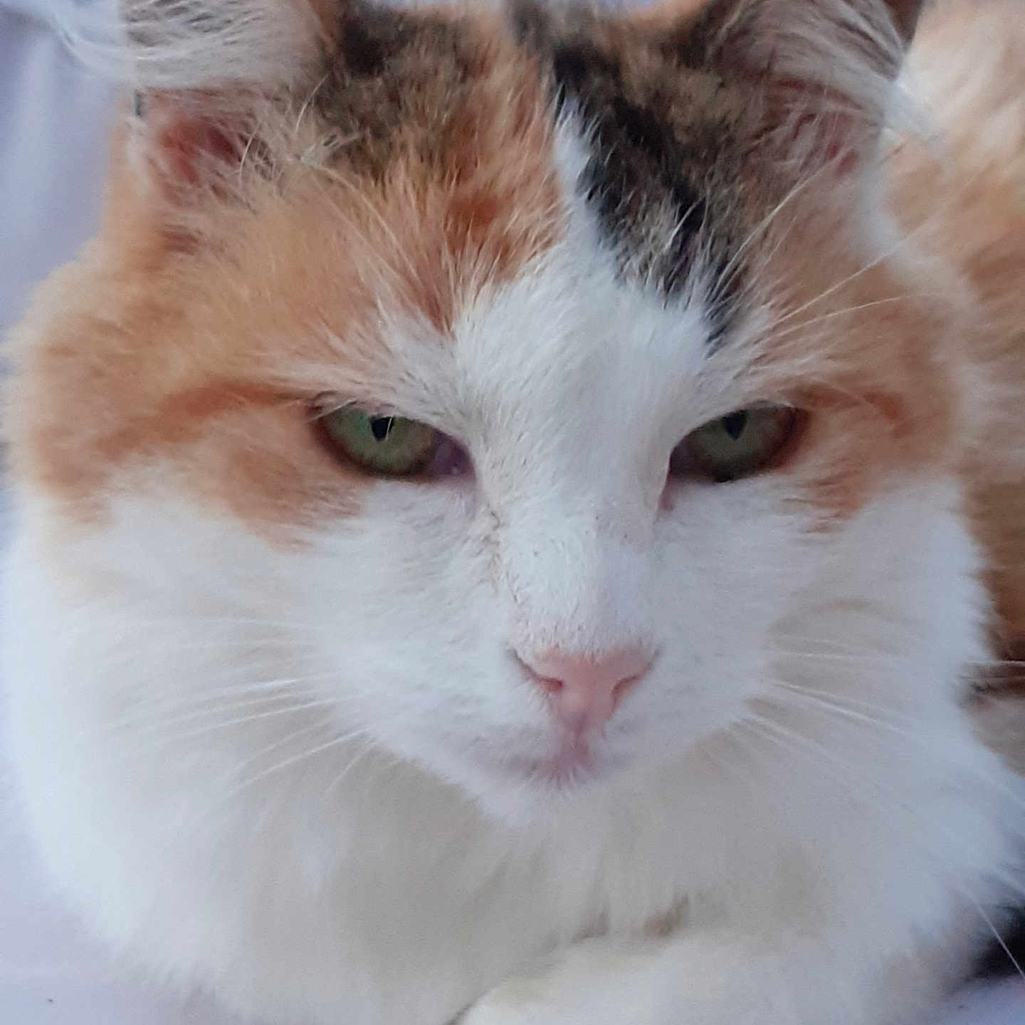 Caramel participe au concours pour gagner de l'argent avec cette photo : animal, calico, cat, close_up, cute, ears, feline, fluffy, fur, green_eyes, indoor, mammal, nose, paws, pet, portrait, relaxed, resting, soft, whiskers